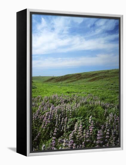 Big Basin Prairie Preserve, Kansas, USA-Charles Gurche-Framed Premier Image Canvas