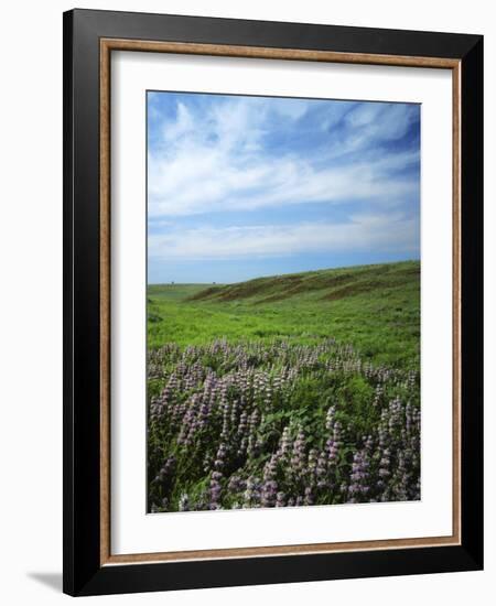 Big Basin Prairie Preserve, Kansas, USA-Charles Gurche-Framed Photographic Print