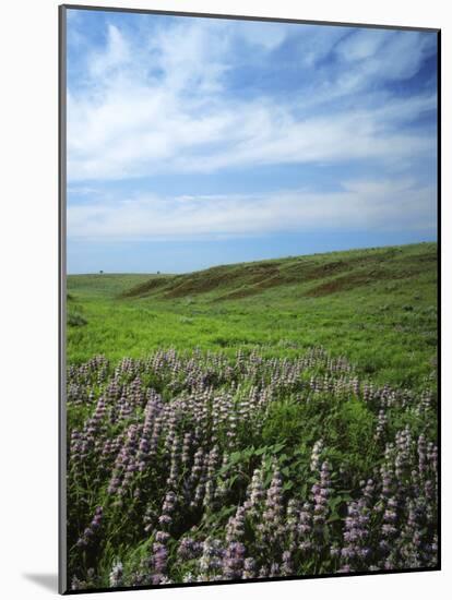 Big Basin Prairie Preserve, Kansas, USA-Charles Gurche-Mounted Photographic Print