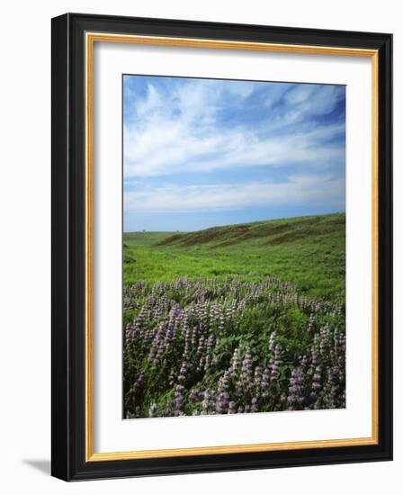 Big Basin Prairie Preserve, Kansas, USA-Charles Gurche-Framed Photographic Print