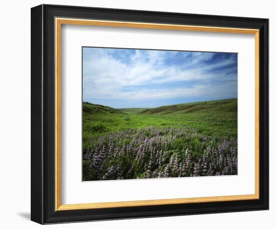 Big Basin Prairie Preserve, Kansas, USA-Charles Gurche-Framed Photographic Print