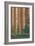 Big Basin Redwoods State Park - Forest View-Lantern Press-Framed Art Print