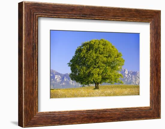 Big Beech as a Single Tree in the Spring-Wolfgang Filser-Framed Photographic Print