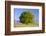 Big Beech as a Single Tree in the Spring-Wolfgang Filser-Framed Photographic Print