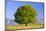 Big Beech as a Single Tree in the Spring-Wolfgang Filser-Mounted Photographic Print