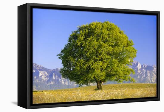 Big Beech as a Single Tree in the Spring-Wolfgang Filser-Framed Premier Image Canvas