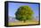 Big Beech as a Single Tree in the Spring-Wolfgang Filser-Framed Premier Image Canvas