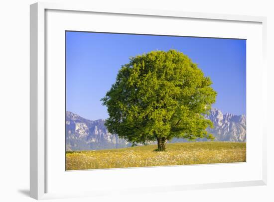 Big Beech as a Single Tree in the Spring-Wolfgang Filser-Framed Photographic Print