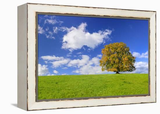 Big Beech on the Meadow as a Single Tree in the Allgau-Wolfgang Filser-Framed Premier Image Canvas