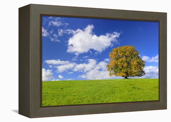 Big Beech on the Meadow as a Single Tree in the Allgau-Wolfgang Filser-Framed Premier Image Canvas