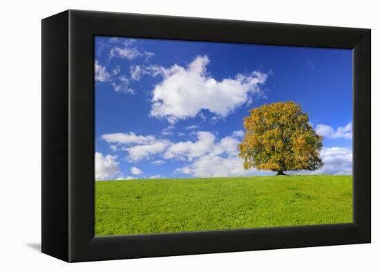 Big Beech on the Meadow as a Single Tree in the Allgau-Wolfgang Filser-Framed Premier Image Canvas