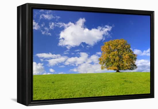 Big Beech on the Meadow as a Single Tree in the Allgau-Wolfgang Filser-Framed Premier Image Canvas