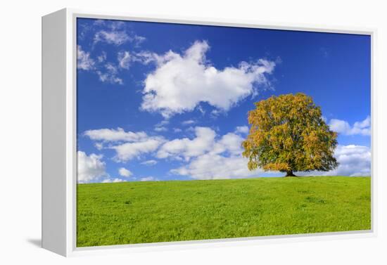 Big Beech on the Meadow as a Single Tree in the Allgau-Wolfgang Filser-Framed Premier Image Canvas