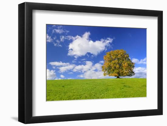 Big Beech on the Meadow as a Single Tree in the Allgau-Wolfgang Filser-Framed Photographic Print