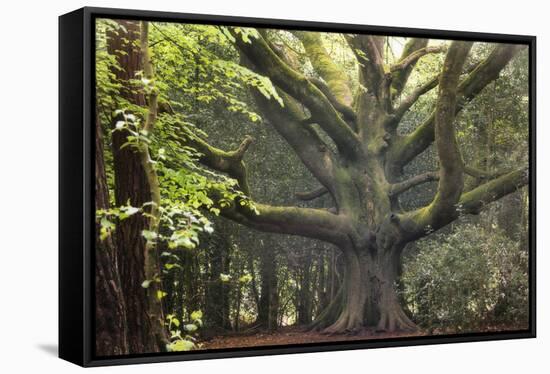 Big Beech Tree Broceliande-Philippe Manguin-Framed Stretched Canvas