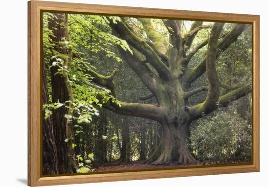 Big Beech Tree Broceliande-Philippe Manguin-Framed Premier Image Canvas