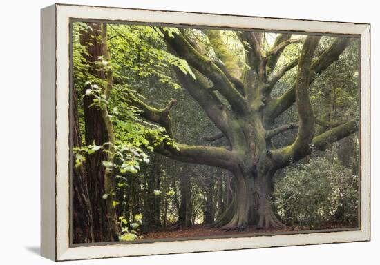 Big Beech Tree Broceliande-Philippe Manguin-Framed Premier Image Canvas