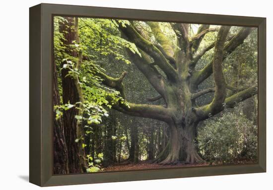 Big Beech Tree Broceliande-Philippe Manguin-Framed Premier Image Canvas