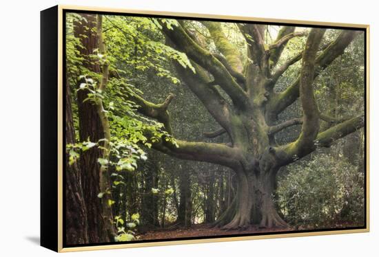 Big Beech Tree Broceliande-Philippe Manguin-Framed Premier Image Canvas