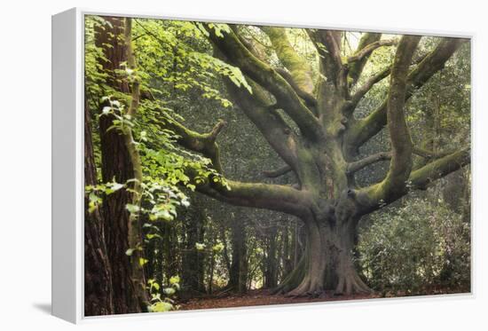 Big Beech Tree Broceliande-Philippe Manguin-Framed Premier Image Canvas