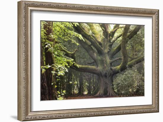 Big Beech Tree Broceliande-Philippe Manguin-Framed Photographic Print