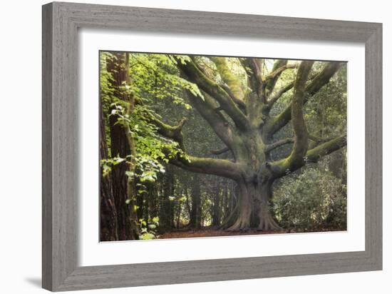 Big Beech Tree Broceliande-Philippe Manguin-Framed Photographic Print