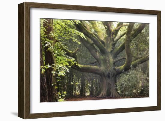 Big Beech Tree Broceliande-Philippe Manguin-Framed Photographic Print