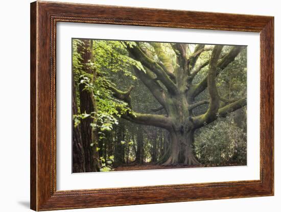 Big Beech Tree Broceliande-Philippe Manguin-Framed Photographic Print