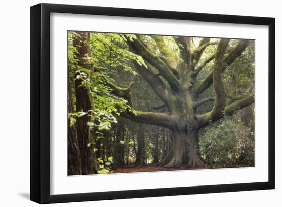 Big Beech Tree Broceliande-Philippe Manguin-Framed Photographic Print