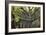 Big Beech Tree Broceliande-Philippe Manguin-Framed Photographic Print