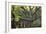 Big Beech Tree Broceliande-Philippe Manguin-Framed Photographic Print