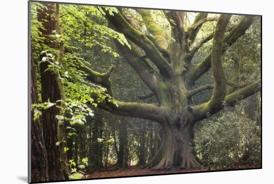 Big Beech Tree Broceliande-Philippe Manguin-Mounted Photographic Print