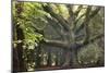 Big Beech Tree Broceliande-Philippe Manguin-Mounted Photographic Print