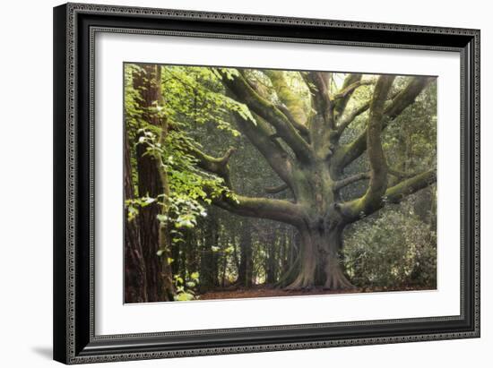 Big Beech Tree Broceliande-Philippe Manguin-Framed Photographic Print