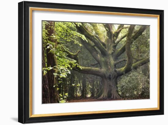 Big Beech Tree Broceliande-Philippe Manguin-Framed Photographic Print