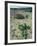 Big Bend National Park, Chihuahuan Desert, Texas, USA Strawberry Cactus and Prickly Pear Cactus-Rolf Nussbaumer-Framed Photographic Print