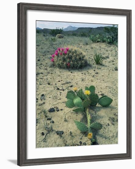 Big Bend National Park, Chihuahuan Desert, Texas, USA Strawberry Cactus and Prickly Pear Cactus-Rolf Nussbaumer-Framed Photographic Print