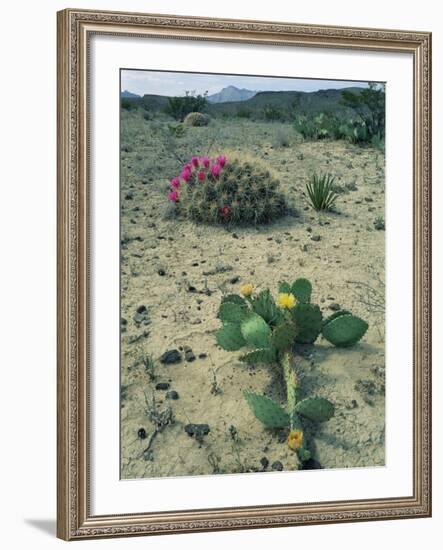 Big Bend National Park, Chihuahuan Desert, Texas, USA Strawberry Cactus and Prickly Pear Cactus-Rolf Nussbaumer-Framed Photographic Print