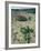 Big Bend National Park, Chihuahuan Desert, Texas, USA Strawberry Cactus and Prickly Pear Cactus-Rolf Nussbaumer-Framed Photographic Print