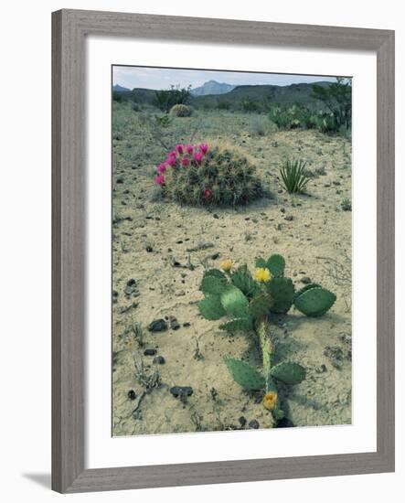 Big Bend National Park, Chihuahuan Desert, Texas, USA Strawberry Cactus and Prickly Pear Cactus-Rolf Nussbaumer-Framed Photographic Print