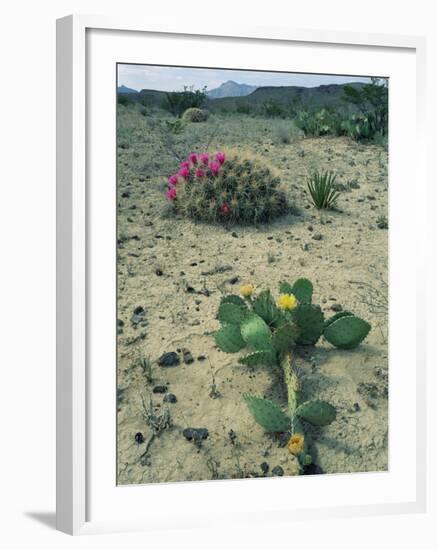 Big Bend National Park, Chihuahuan Desert, Texas, USA Strawberry Cactus and Prickly Pear Cactus-Rolf Nussbaumer-Framed Photographic Print