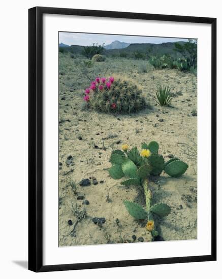 Big Bend National Park, Chihuahuan Desert, Texas, USA Strawberry Cactus and Prickly Pear Cactus-Rolf Nussbaumer-Framed Photographic Print