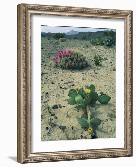 Big Bend National Park, Chihuahuan Desert, Texas, USA Strawberry Cactus and Prickly Pear Cactus-Rolf Nussbaumer-Framed Photographic Print