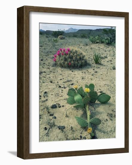 Big Bend National Park, Chihuahuan Desert, Texas, USA Strawberry Cactus and Prickly Pear Cactus-Rolf Nussbaumer-Framed Photographic Print