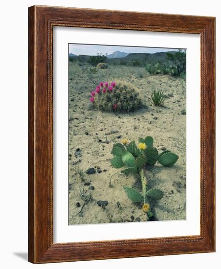 Big Bend National Park, Chihuahuan Desert, Texas, USA Strawberry Cactus and Prickly Pear Cactus-Rolf Nussbaumer-Framed Photographic Print