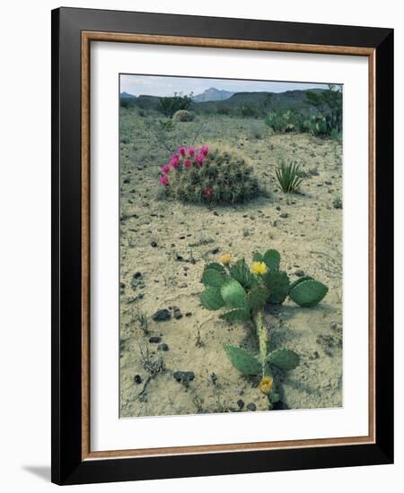 Big Bend National Park, Chihuahuan Desert, Texas, USA Strawberry Cactus and Prickly Pear Cactus-Rolf Nussbaumer-Framed Photographic Print