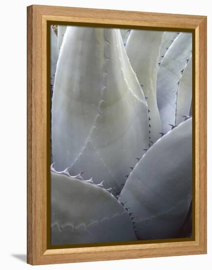 Big Bend National Park, Close-Up Detail, Yucca Plant, Texas, Usa-Gerry Reynolds-Framed Premier Image Canvas