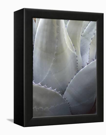 Big Bend National Park, Close-Up Detail, Yucca Plant, Texas, Usa-Gerry Reynolds-Framed Premier Image Canvas