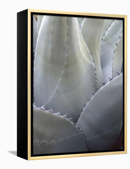 Big Bend National Park, Close-Up Detail, Yucca Plant, Texas, Usa-Gerry Reynolds-Framed Premier Image Canvas