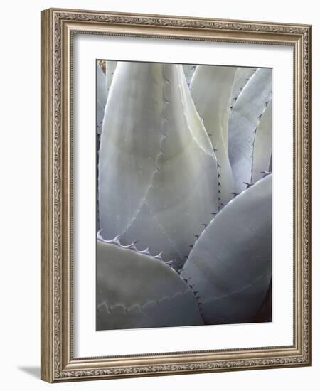 Big Bend National Park, Close-Up Detail, Yucca Plant, Texas, Usa-Gerry Reynolds-Framed Photographic Print